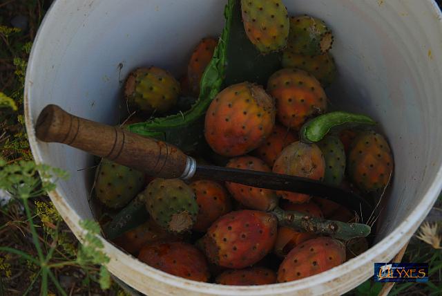 fichi d'india.JPG